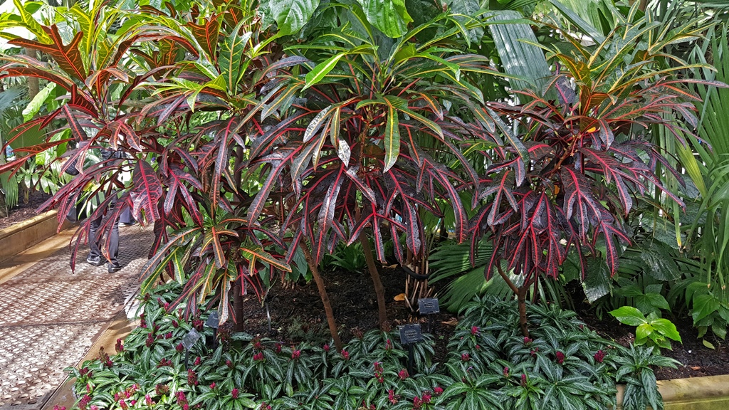 Red-leaved Plant